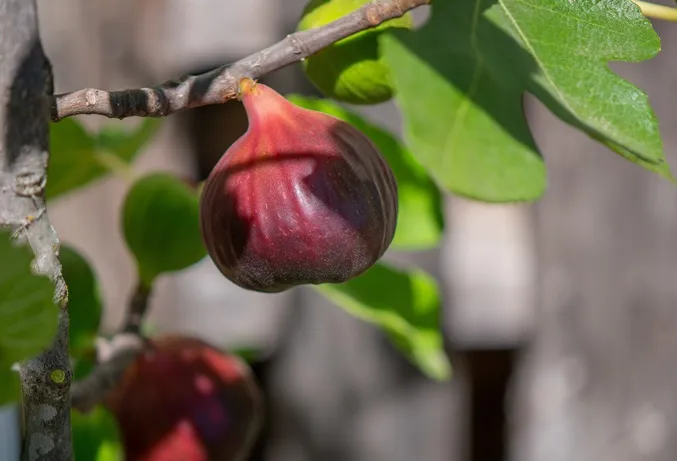 ficus--AdobeStock_374219500.webp