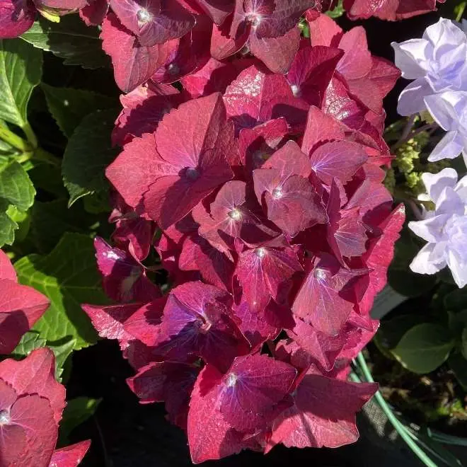 Hydrangea macrophylla Hot Red mauve.webp