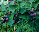 amelanchier-fruits-AdobeStock_379529201.webp