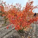 amelanchier-lamarckii.webp
