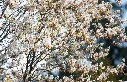 amelanchier-AdobeStock_1575967153.webp