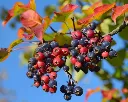 Amelanchier laevis Ballerina-AdobeStock_1000397588.webp