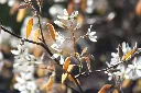 Amelanchier-AdobeStock_572235541.webp