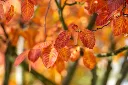 Amelanchier laevis Ballerina-AdobeStock_373763627.webp