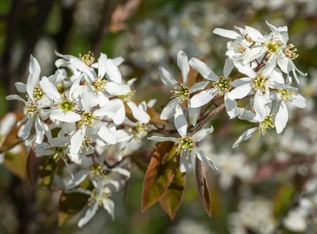 Amelanchier lamarckii-AdobeStock_300165361.webp