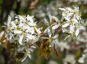 Amelanchier lamarckii-AdobeStock_300165361.webp