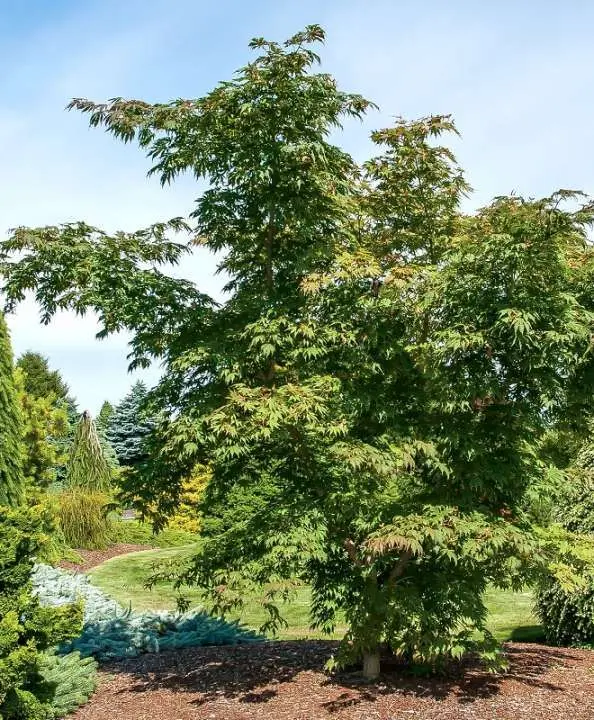 Acer pseudosieboldianum North Wind uk 2.webp