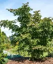 Acer pseudosieboldianum North Wind uk 2.webp