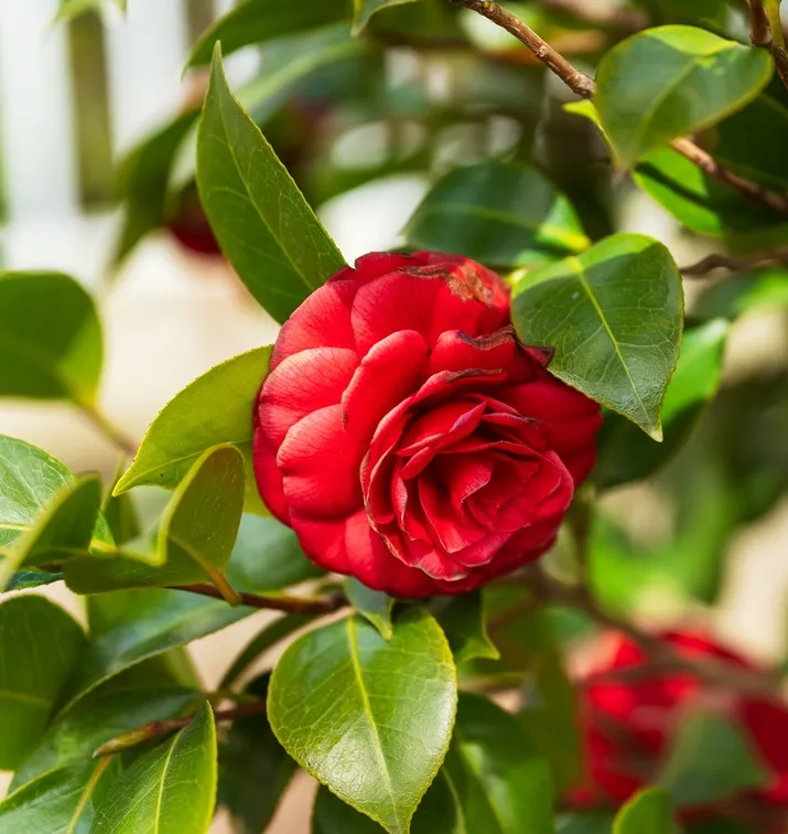 Camellia japonica Black Lace -AdobeStock_426128314.webp