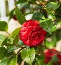 Camellia japonica Black Lace -AdobeStock_426128314.webp