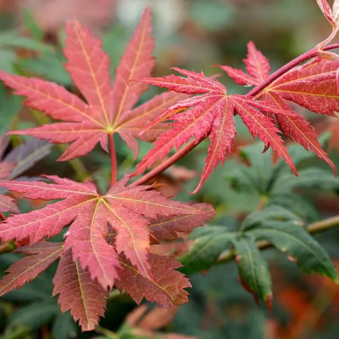 Acer pseudosieboldianum North Wind odoo.webp