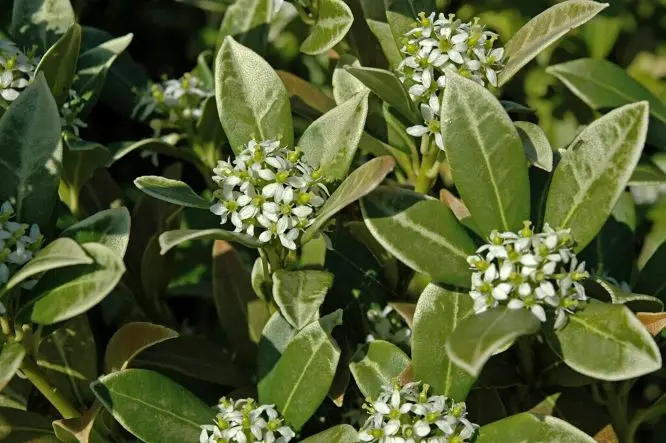 Skimmia japonica Kew White Pot Femelle 1.webp