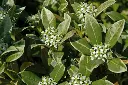 Skimmia japonica Kew White Pot Femelle 1.webp