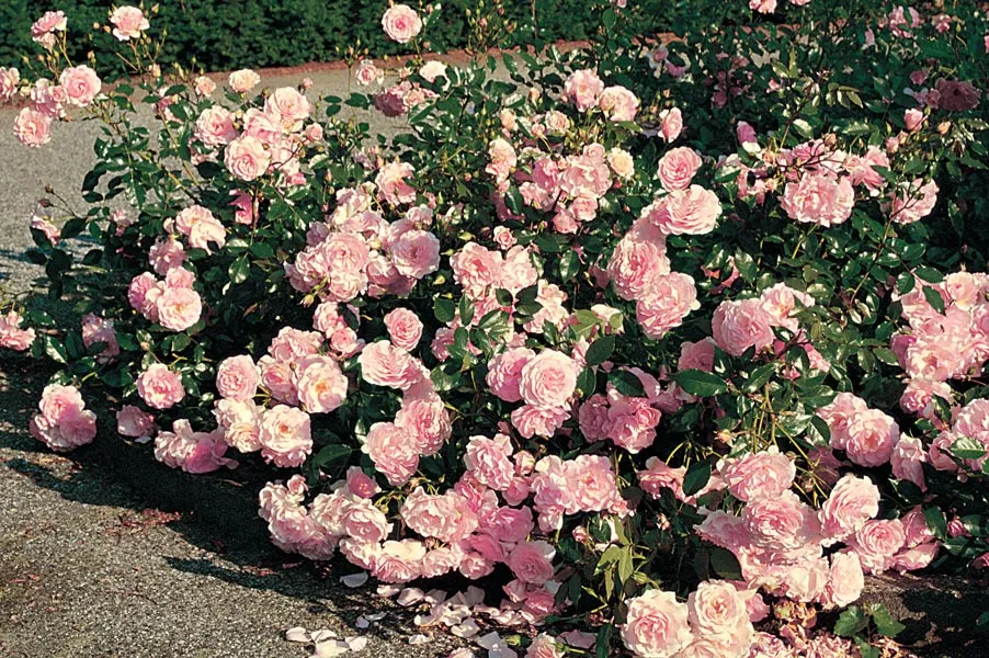 Rosier Rose de Beaune.webp