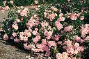 Rosier Rose de Beaune.webp