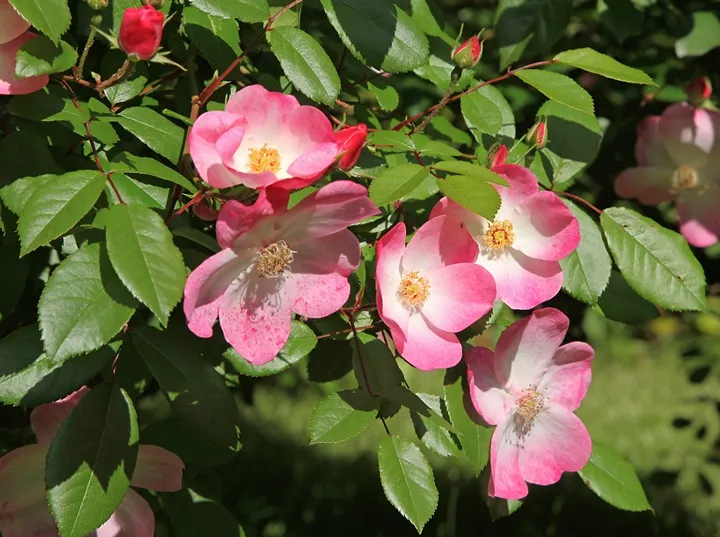 ROSA_RUSH-AdobeStock_161143004.webp