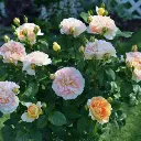 Rosier_Amelie_Nothomb_s.webp