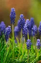 unsplash_Udqj-aNFy2E_muscari.webp