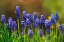 unsplash_LlfqEip6SoM_muscari.webp