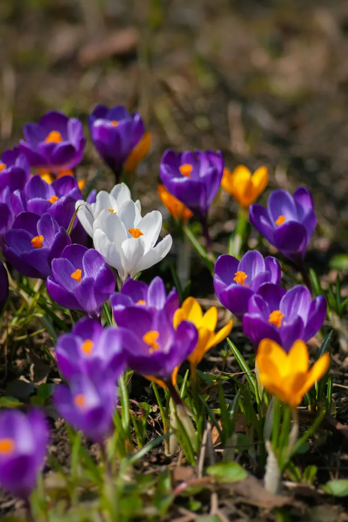 unsplash_wWMjP_3JuOM_crocus.webp