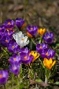 unsplash_wWMjP_3JuOM_crocus.webp