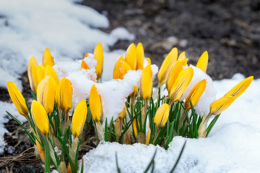 unsplash_JuVs0uCYUvA_crocus.jpg.webp