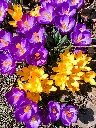 unsplash_a-HXzDjs_sY_crocus.webp