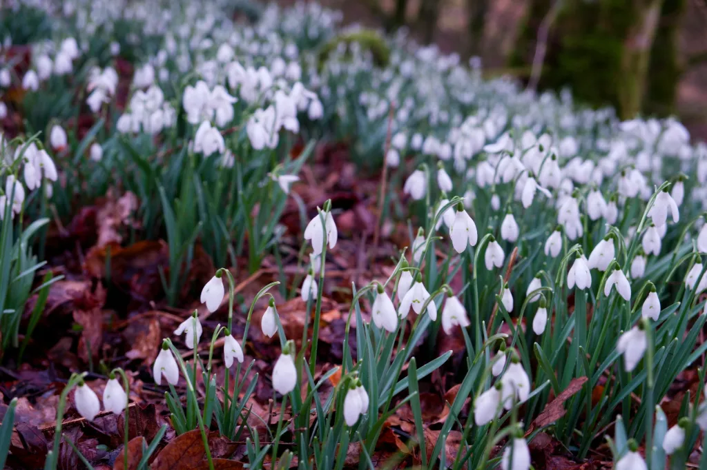 unsplash_82A7xCp0gNQ_galanthus.webp