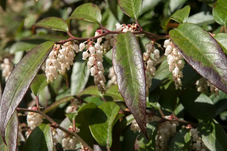 Leucothoe -fleurs-AdobeStock_176351615.webp