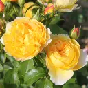 rosier_chateau_de_cheverny_s.webp