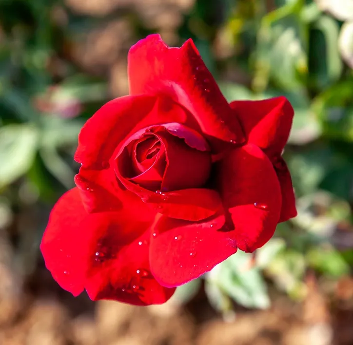 Rosier Mister Lincoln-AdobeStock_311061395.webp
