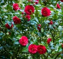 camellia-blood-AdobeStock_206100854.webp