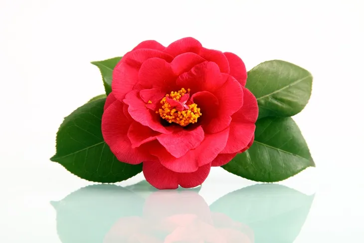Camellia japonica Blood of China-AdobeStock_21410936.webp