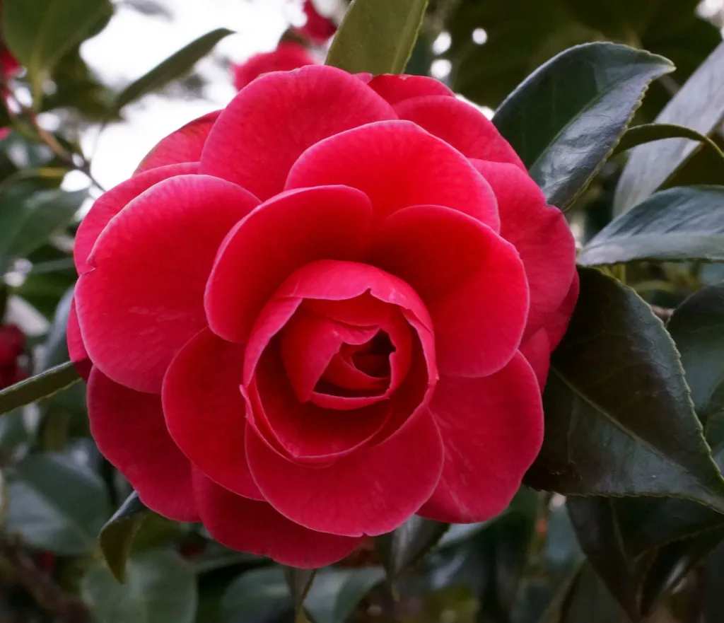 Camellia japonica Coquetti-AdobeStock_269044807.webp