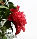 Camellia japonica Mark Alan-AdobeStock_408843879.webp