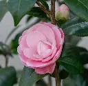 Camellia japonica Nuccio S Cameo Pot C5-AdobeStock_769496771.webp