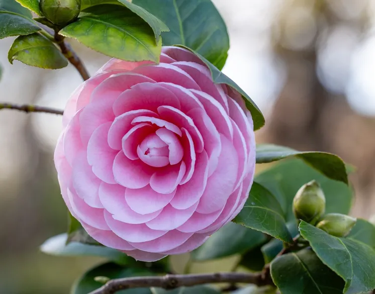 Camellia japonica Pearl Maxwell-AdobeStock_742637691.webp