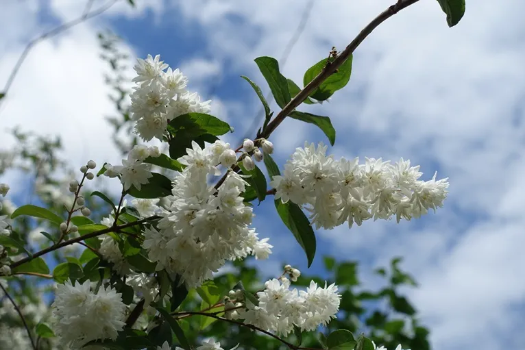 Deutzia scabra Plena-AdobeStock_544309740.webp