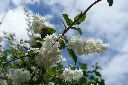 Deutzia scabra Plena-AdobeStock_544309740.webp