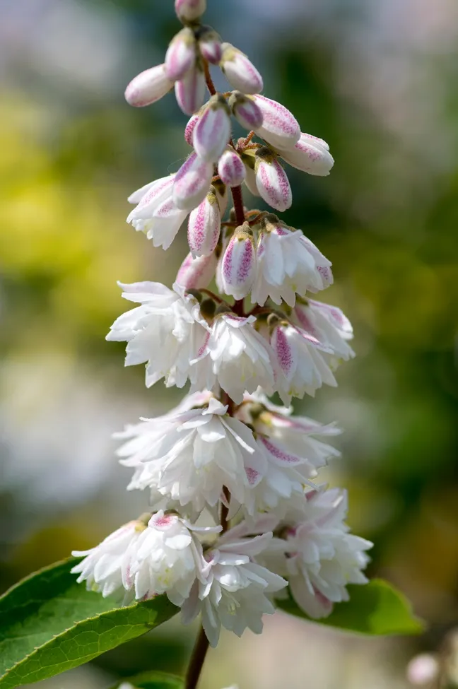Deutzia scabra Plena-AdobeStock_220780160.webp