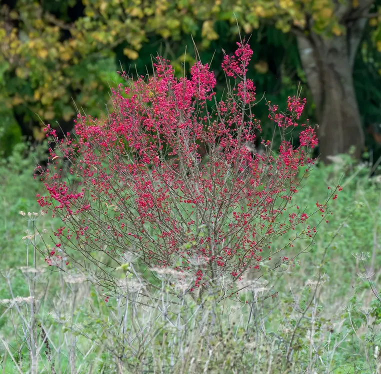 Euonymus europaeus-AdobeStock_1061555465.webp