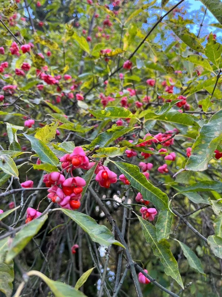 unsplash_H5uHnbKq6g0_Euonymus europaeus.webp