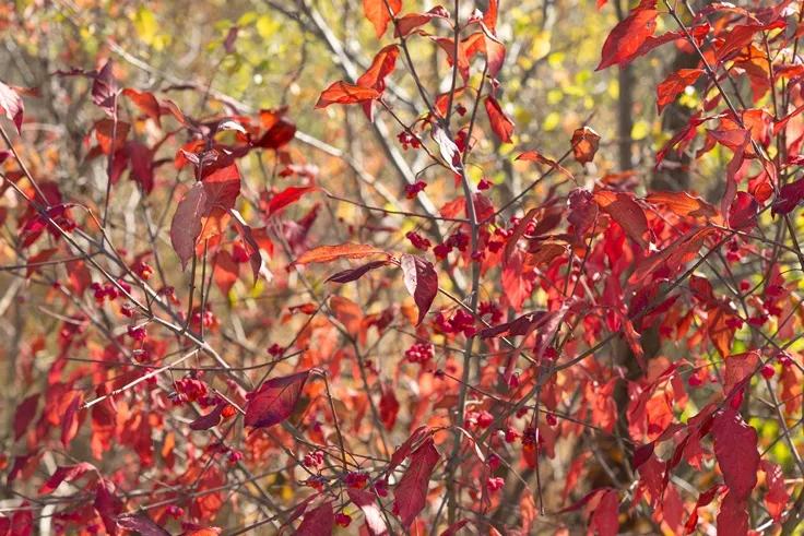 Euonymus europaeus-AdobeStock_680789556.webp