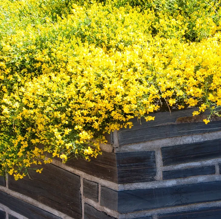 Genista lydia-AdobeStock_53497794.webp