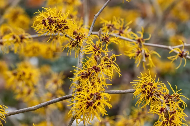 Hamamelis intermedia Barmstedt Gold-AdobeStock_467798079.webp