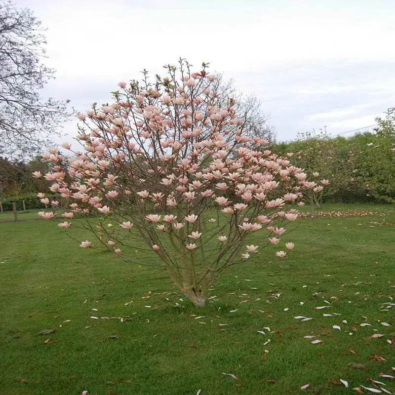 Magnolia Coral Lake -2.webp