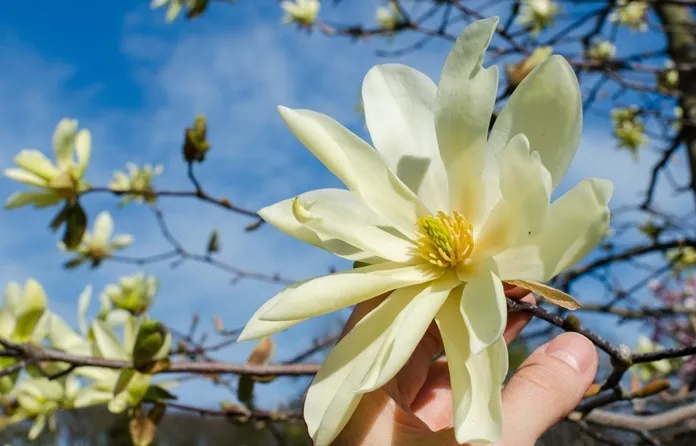 Magnolia Daphne-AdobeStock_264274612.webp