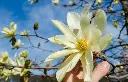 Magnolia Daphne-AdobeStock_264274612.webp