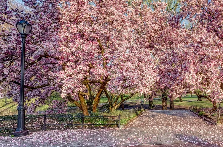 Magnolia soulangiana-AdobeStock_236258475.webp