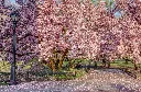 Magnolia soulangiana-AdobeStock_236258475.webp